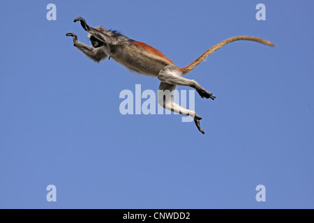 red colobus, western red colobus (Colobus badius, Piliocolobus badius), jumping, Tanzania, Sansibar, Jozani National Park Stock Photo