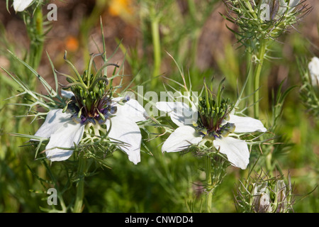 devil-in-the-bush, love-in-a-mist (Nigella damascena), blooming Stock Photo