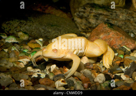 African clawed frog (Xenopus laevis), albino Stock Photo