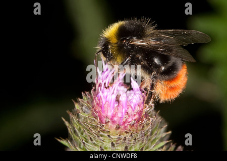 red-tailed bumble bee (Bombus lapidarius, Aombus lapidarius, Pyrobombus lapidarius), male searching for nectar on Arctium Stock Photo