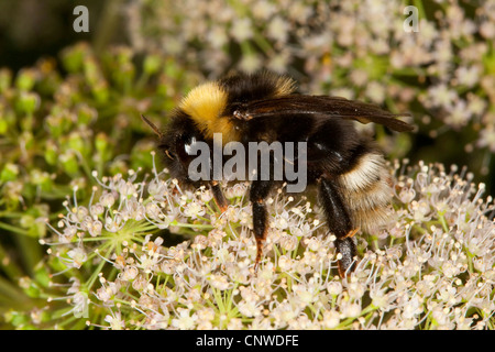 Cuckoo bumblebee  (Psithyrus sylvestris, Fernaldaepsithyrus sylvestris, Bombus sylvestris), brood parasite of early bumble bee, searching for nectar at an umbellifer, Germany Stock Photo