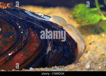 painter's mussel (Unio pictorum, Pollicepes pictorum), siphon, Germany Stock Photo