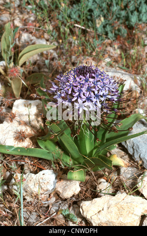 Peruvian Scilla (Scilla peruviana), blooming Stock Photo