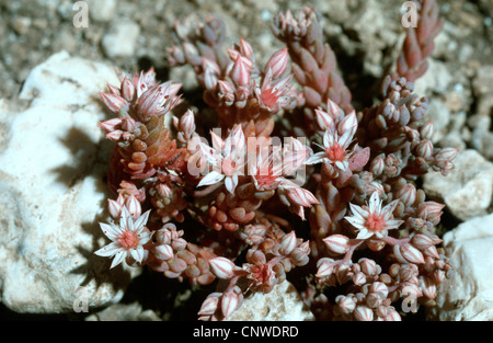 Red Stonecrop (Sedum rubens), blooming Stock Photo