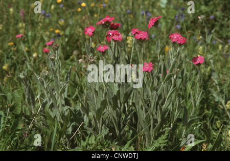 Flower-of-Jove (Lychnis flos-jovis, Silene flos-jovis), blooming Stock Photo