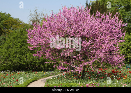 judas tree (Cercis siliquastrum), blooming in a park Stock Photo