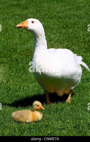 domestic goose (Anser anser f. domestica), Diepholzer Hausgans with chick on lawn Stock Photo