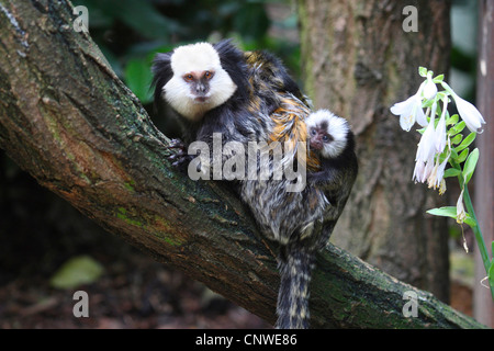 white-faced marmoset (Callithrix geoffroyi), with pup sitting on its back Stock Photo