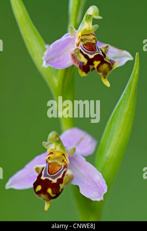 bee orchid (Ophrys apifera), blooming, Spain, Balearen, Majorca Stock Photo
