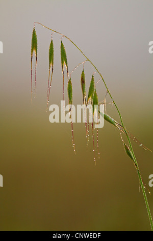 animated oat, sterile oat (Avena sterilis), inflorecence in morning dew, Balearen, Majorca Stock Photo