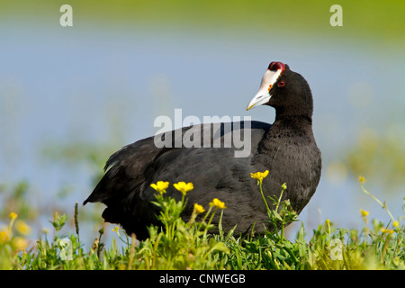 red-knobbed coot (Fulica cristata), sitting in the grass among buttercups at a lake shore, Spain, Balearen, Majorca Stock Photo