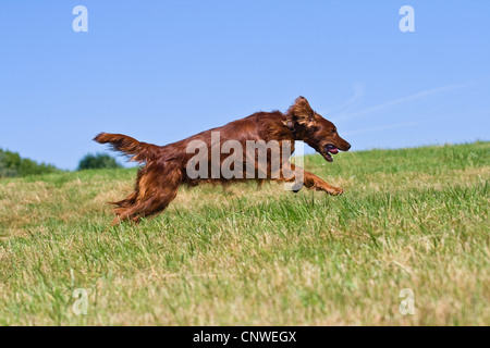 Irish Red and White Setter, Irish Setter (Canis lupus f. familiaris), male running in a meadow Stock Photo