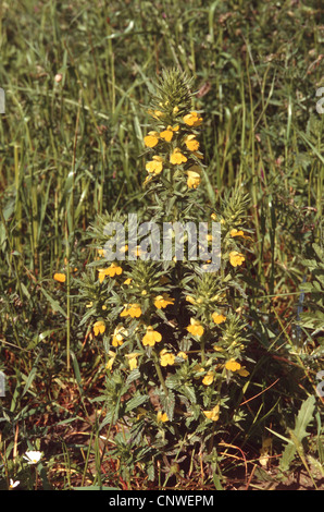Yellow Glandweed (Parentucellia viscosa), blooming Stock Photo