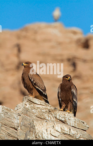 steppe eagle (Aquila nipalensis, Aquila rapax nipalensis), sitting on a rock, Oman Stock Photo