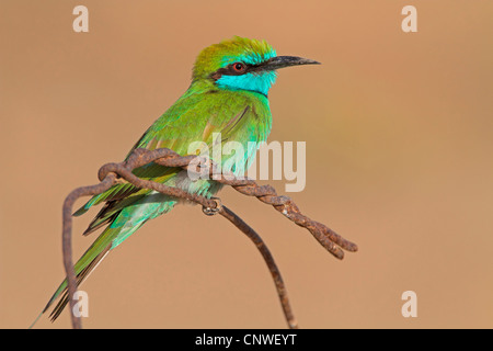 little green bee eater (Merops orientalis), sitting on a wire, Oman Stock Photo