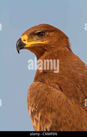 steppe eagle (Aquila nipalensis, Aquila rapax nipalensis), portrait, Oman Stock Photo