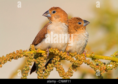 African silverbill (Lonchura cantans), couple sitting on a gras ear, Oman Stock Photo