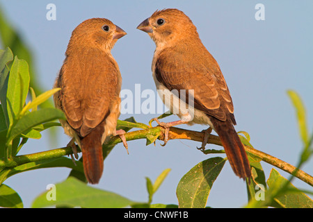 African silverbill (Lonchura cantans), couple sitting on a branch, Oman Stock Photo