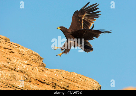 greater spotted eagle (Aquila clanga), landing, Oman Stock Photo