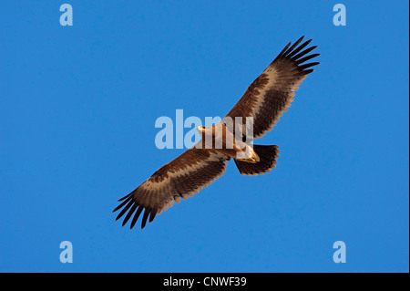 steppe eagle (Aquila nipalensis, Aquila rapax nipalensis), flying, Oman Stock Photo