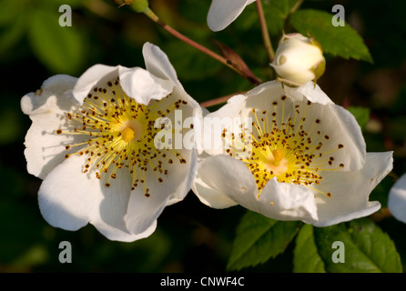 field-rose (Rosa arvensis), blooming Stock Photo