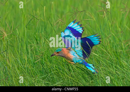 Indian roller (Coracias benghalensis), landing in a meadow, Oman Stock Photo