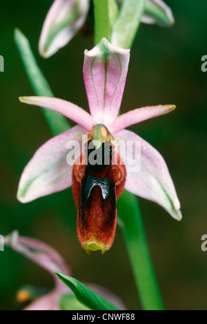 orchid (Ophrys lunulata, Ophrys sphegodes ssp. lunulata), flower, Italy, Sicilia Stock Photo