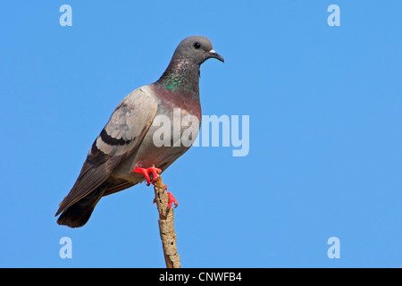 feral rock pigeon (Columba livia), sitting on branch, Oman Stock Photo