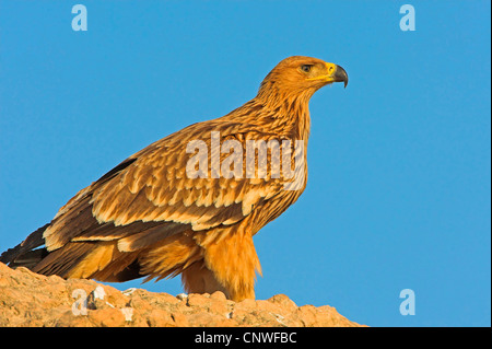 imperial eagle (Aquila heliaca), sitting on rock, Oman Stock Photo