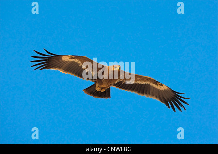 steppe eagle (Aquila nipalensis, Aquila rapax nipalensis), flying, Oman Stock Photo