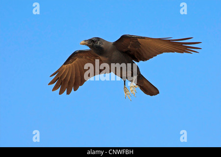 house crow (Corvus splendens), flying, Oman Stock Photo