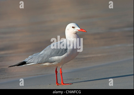 slender-billed gull (Larus genei), standing on the beach, Oman Stock Photo
