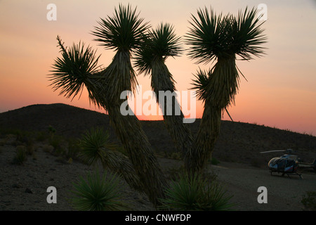 joshua tree (Yucca brevifolia), im Grand Canyon, USA, Arizona, Grand Canyon National Park Stock Photo