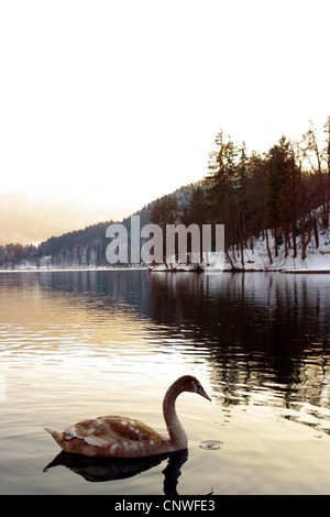 swan glides on Lake Bled, Slovenia, Bled Stock Photo