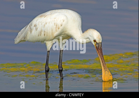 white spoonbill (Platalea leucorodia), standing in shallow water looking for food, Oman Stock Photo