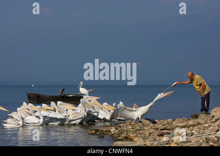 Dalmatian pelican (Pelecanus crispus), old man feeding swarm, Greece, Kerkini-See Stock Photo