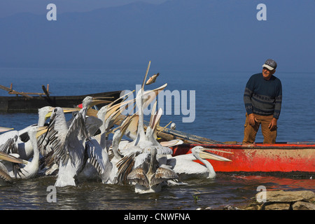 Dalmatian pelican (Pelecanus crispus), man feeding swarm, Greece, Kerkini-See Stock Photo