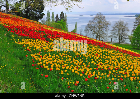 tulip (Tulipa spec.), park with blooming tulips, Lake Constance in background, Germany, Mainau, Lake Constance Stock Photo