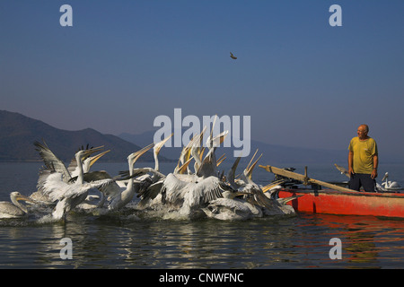 Dalmatian pelican (Pelecanus crispus), old man feeding swarm, Greece, Kerkini-See Stock Photo