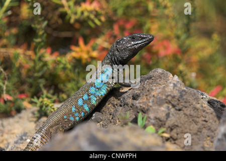 Atlantic lizard (Gallotia atlantica), male sunbathing on a rock, Canary Islands, Lanzarote Stock Photo