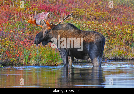 Alaska moose, Tundra moose, Yukon moose (Alces alces gigas), male feeding on grass from the ground of a pond, USA, Alaska, Denali Nationalpark Stock Photo