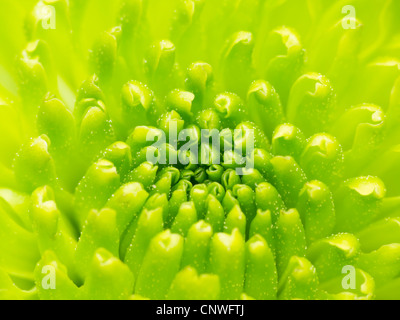 Green Chrysanthemum flower macro abstract Stock Photo