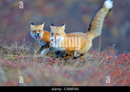 red fox (Vulpes vulpes), playing kits in the morning, USA, Alaska, Denali Nationalpark