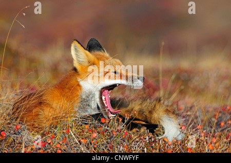 red fox (Vulpes vulpes), yawning , USA, Alaska, Denali Nationalpark Stock Photo