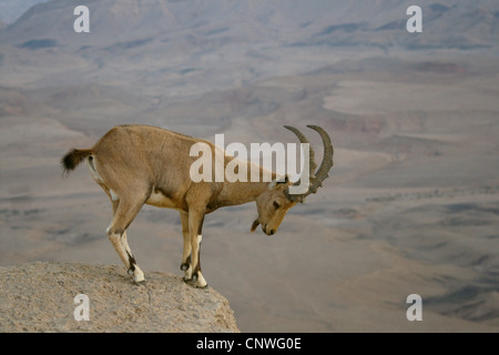 Nubian ibex (Capra nubiana, Capra ibex nubiana), male looking into the depth from a rock spur, Israel, Negev-Wueste, Maktesh Ramon Stock Photo
