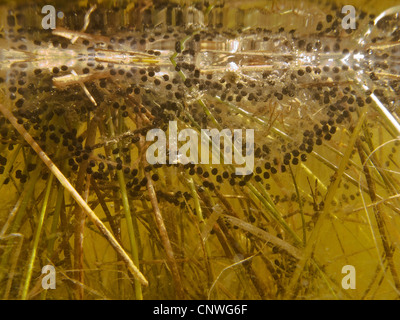 Toad spawn string in underwater pond Stock Photo - Alamy