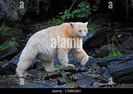 Spirit bear, Kermode bear  (Ursus americanus kermodei), catching fishes in a river, Canada, British Columbia Stock Photo