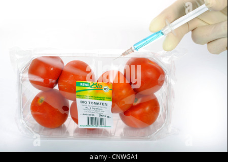 garden tomato (Solanum lycopersicum, Lycopersicon esculentum), bio food, gen manipulation Stock Photo