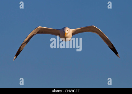 Yellow-legged Gull (Larus michahellis, Larus cachinnans michahellis), flying, Balearen, Majorca Stock Photo