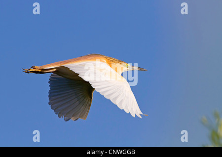 Squacco heron (Ardeola ralloides), flying, Spain, Balearen, Majorca Stock Photo